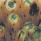 Mayco Color Jungle Gems Cappuccino Mint Mayco Color Jungle Gems Cappuccino Mint
