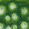Mayco Color Jungle Gems Spotted Kiwi Mayco Color Jungle Gems Spotted Kiwi