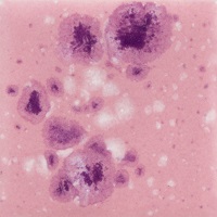 Mayco Color Jungle Gems Pink Plum Mayco Color Jungle Gems Pink Plum